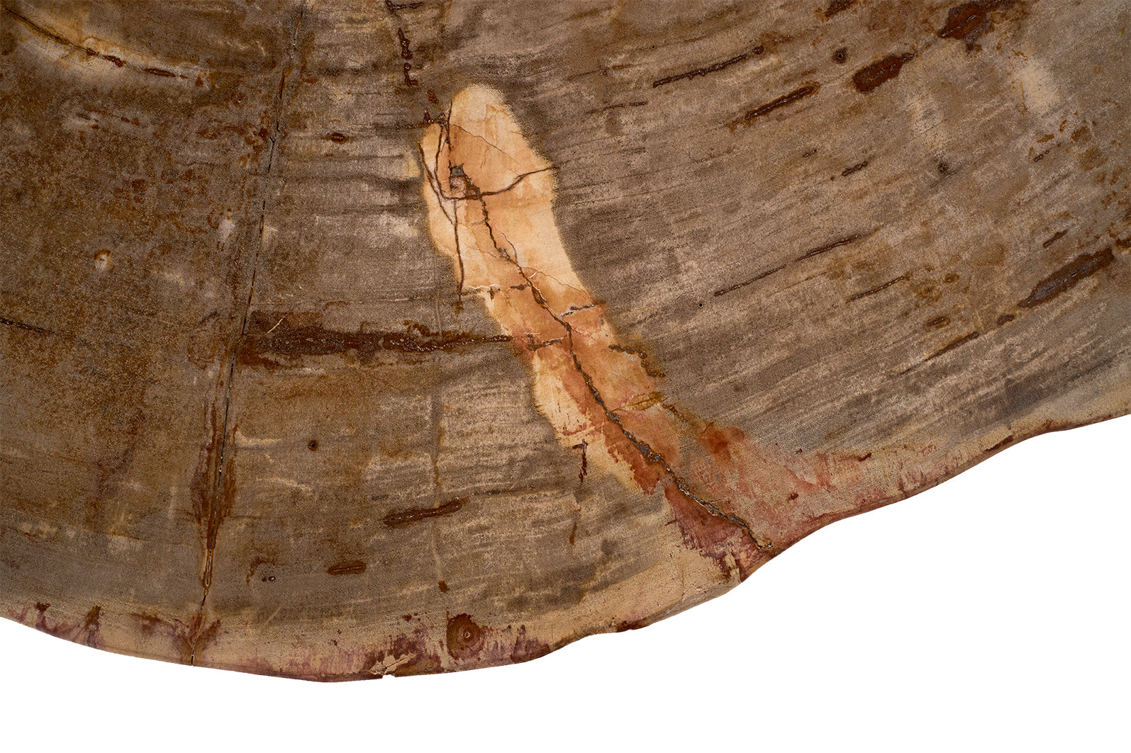 Petrified Wood Coffee Table