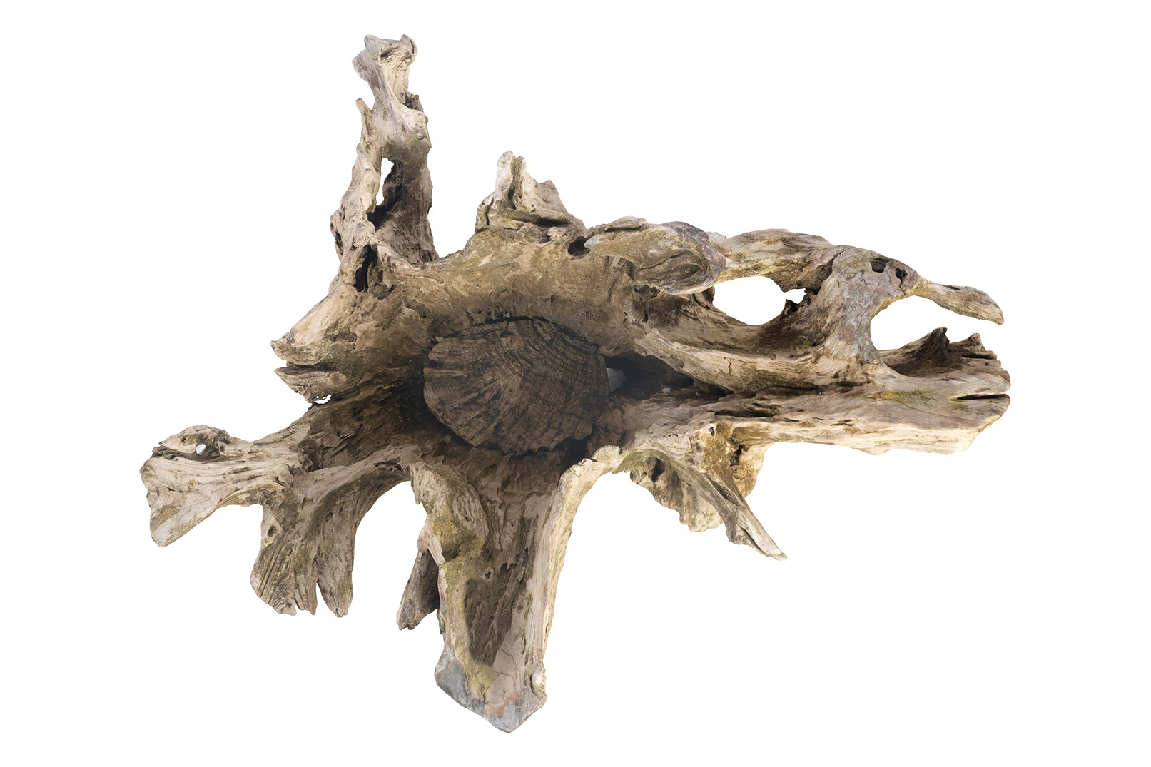 Organic Form Root Wood Bowl
