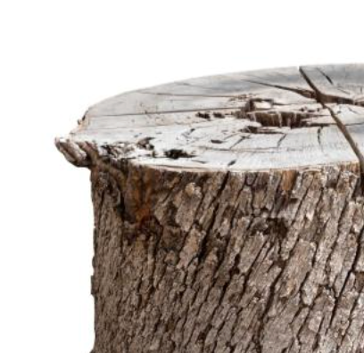 Wood Stump Base