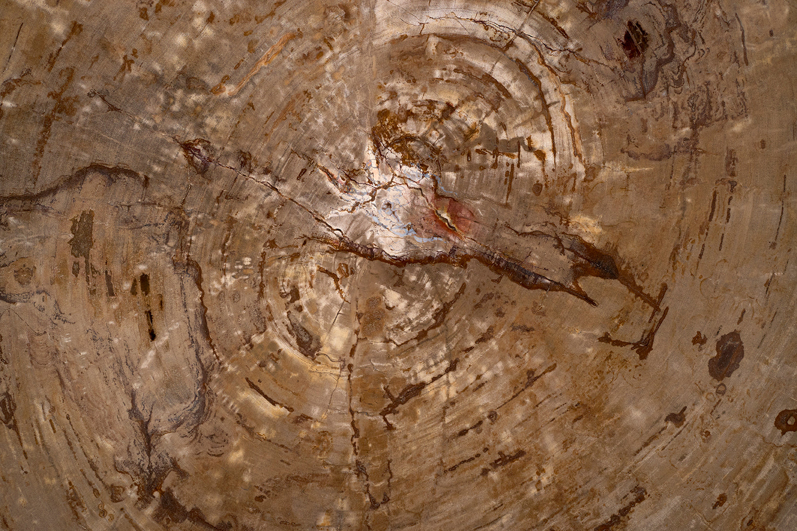 Petrified Wood Coffee Table