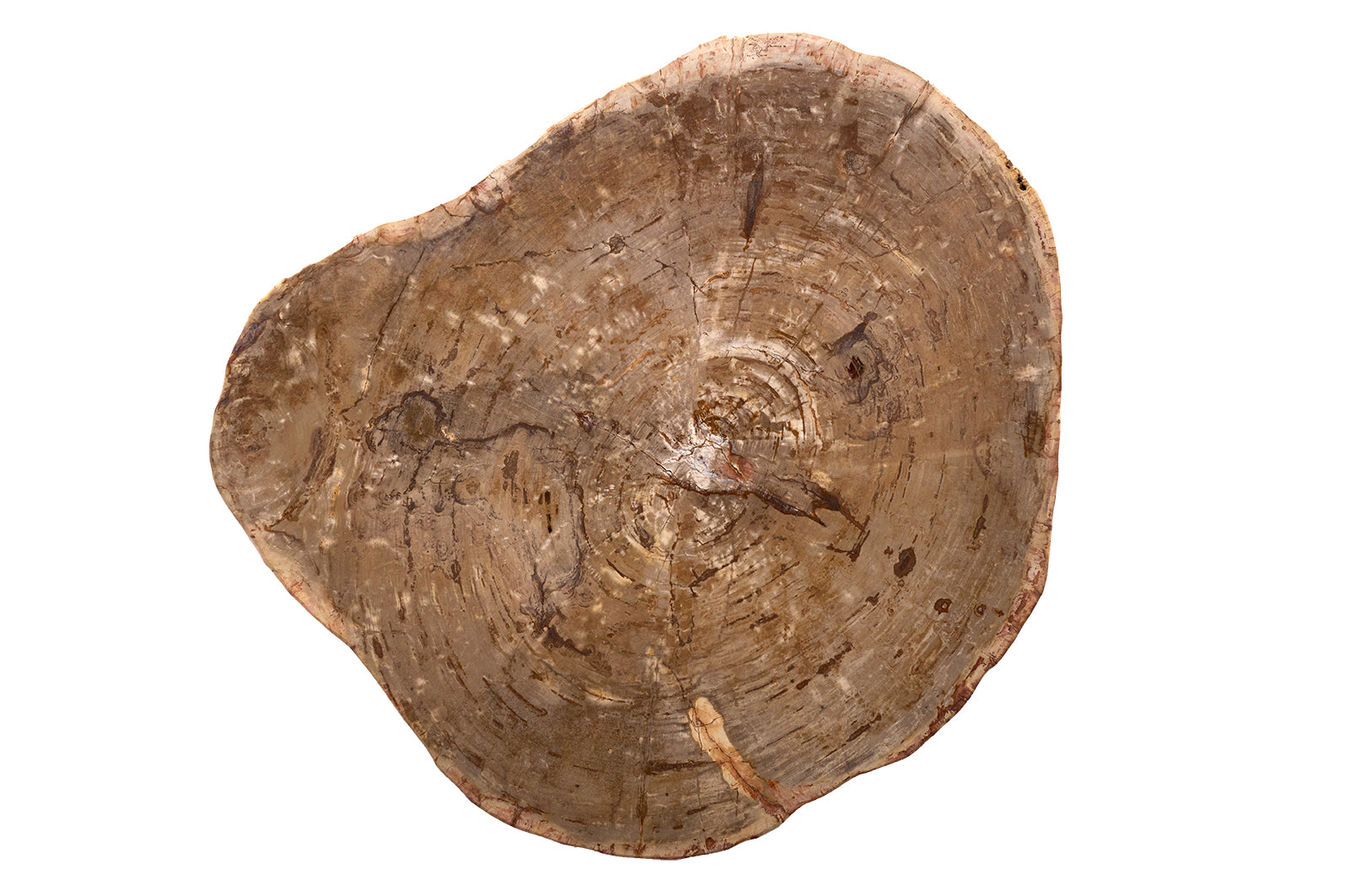 Petrified Wood Coffee Table