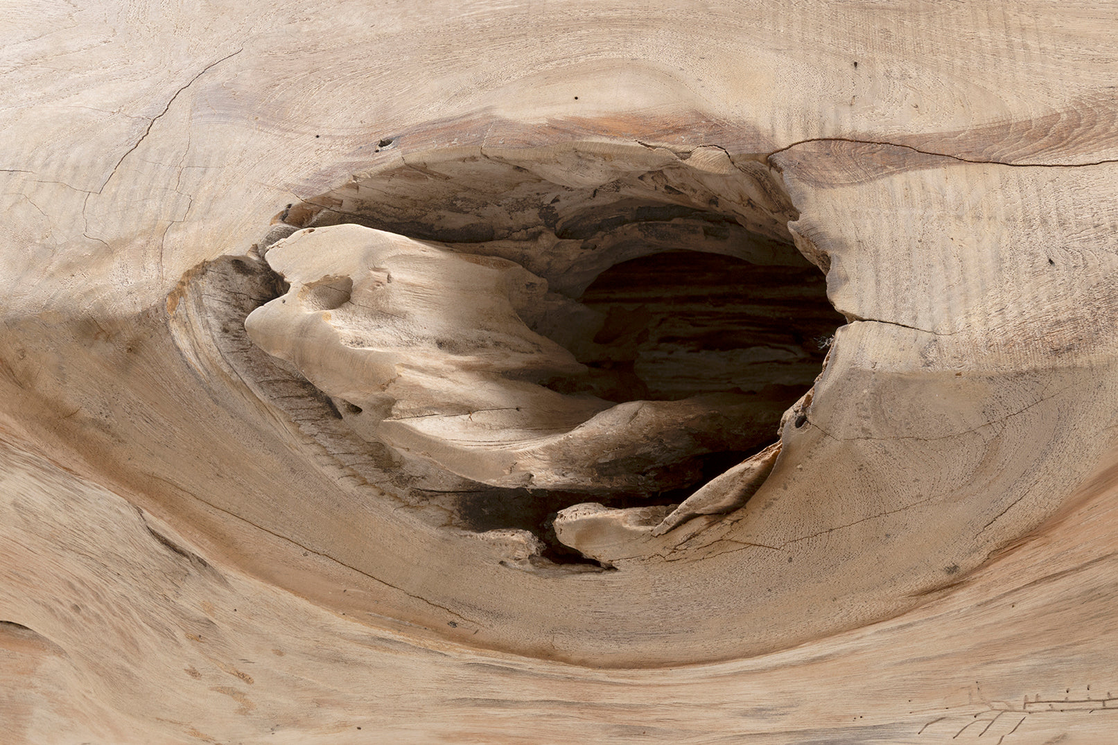 Organic Form Lychee Wood Trunk Bench