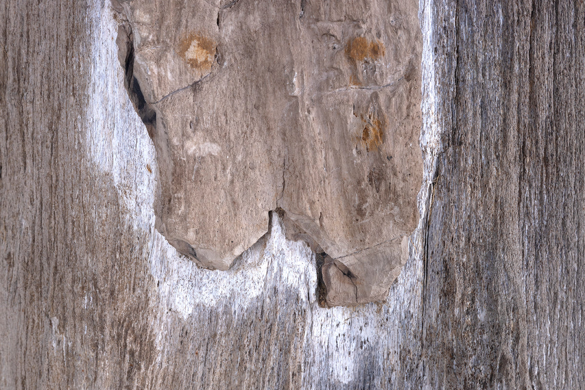 Petrified Wood Stump Side Table