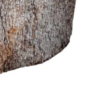 Wood Stump Base
